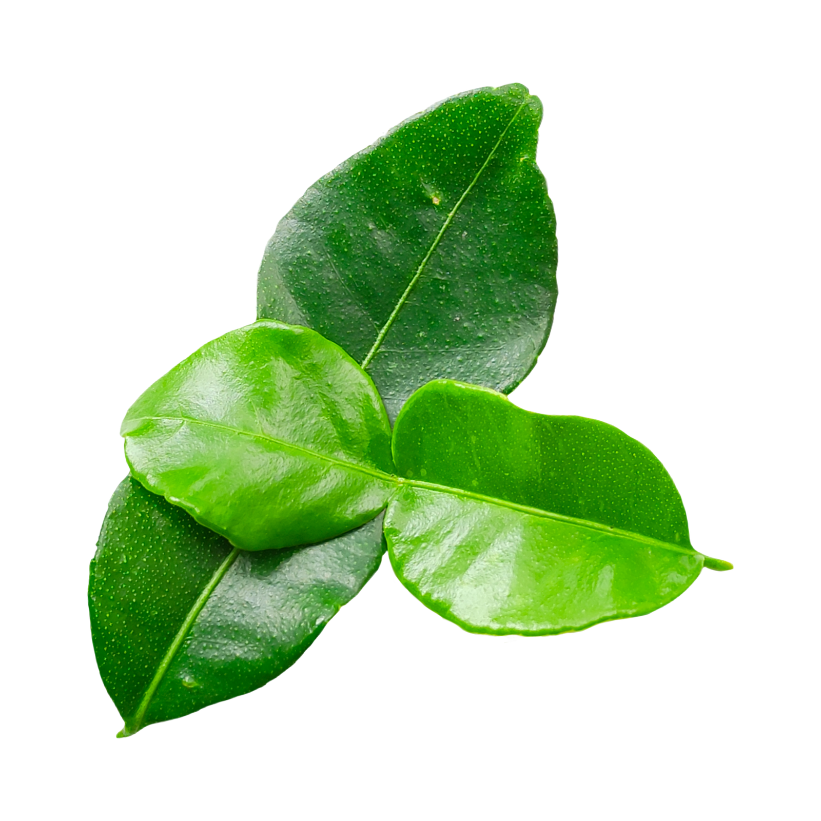 Petite feuille d’agrume